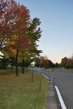 公園内の並木が、色とりどりに紅葉していました。