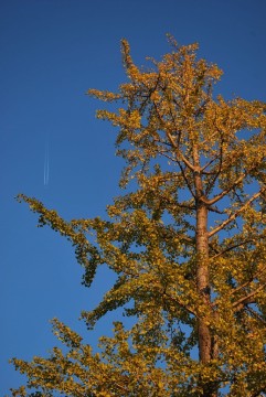 まっ黄色の銀杏の木。頭上を自衛隊機がまっしぐら。