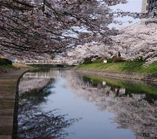 遊覧船も超人気　松川の満開の桜