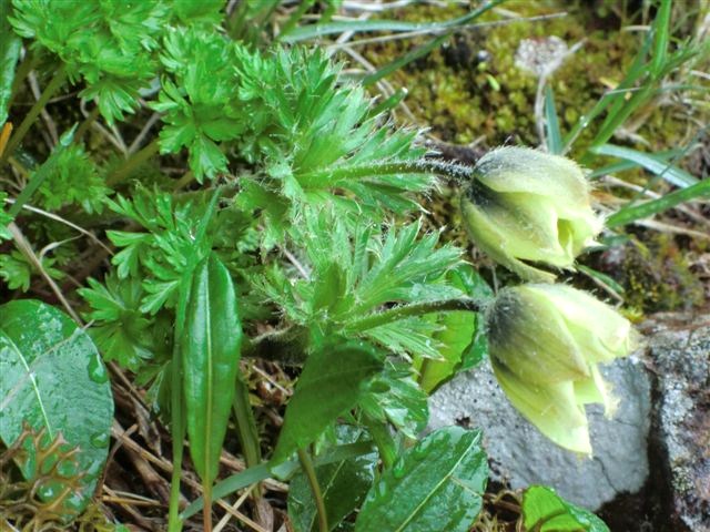 八ヶ岳で見つけた ”ツクモグサ”　なかなか見れない貴重な花。