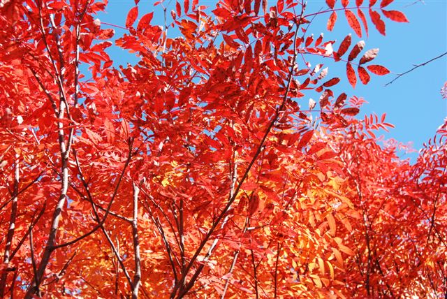 何年に一度の綺麗な紅葉。ナナカマドの燃える様な赤