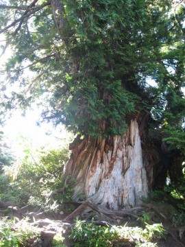 ヒバの大木、老木。立山杉に負けない位太くて大きいです。三角点間近の登山道沿い。