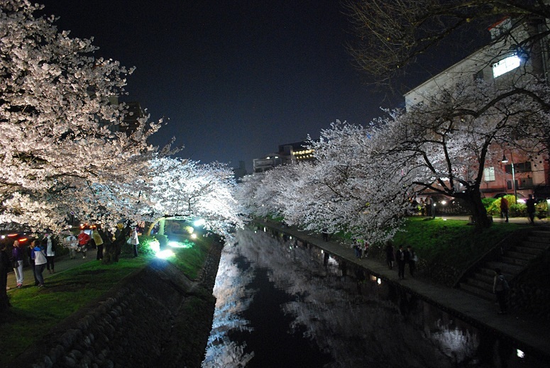 松川の川面に映る夜桜。
