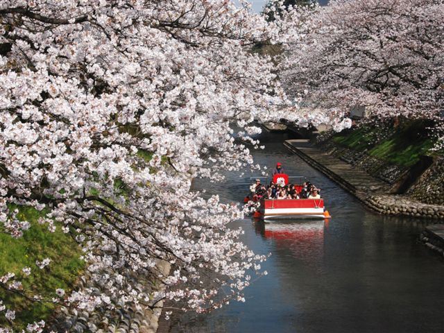 松川の桜のトンネルをくぐる、遊覧船
