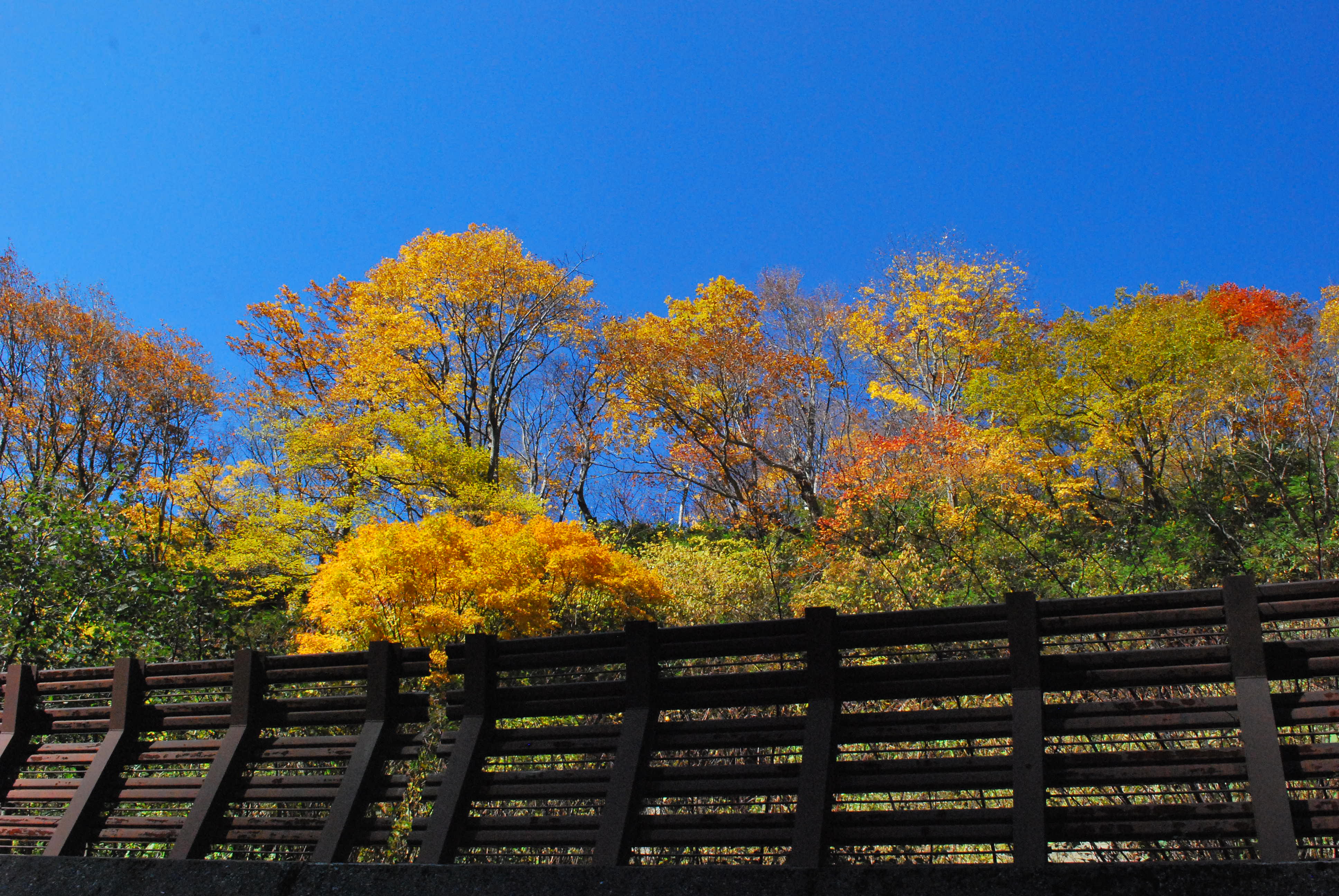 雪害予防の柵越しから。楓の黄色と真っ青な空が鮮やかでした。