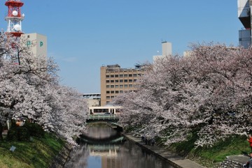 富山市の桜の名所 ”松川の桜” 　路面電車も走ってるんですよ。
