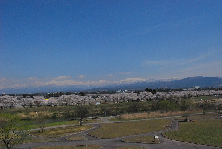 高台から見る千本桜と立山連峰。川の名前は「神通川」。大物揃いでグランドビュー！