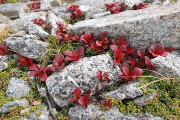 岩肌に這う様に咲くウラシマツツジが、花崗岩の白と良く映えます。