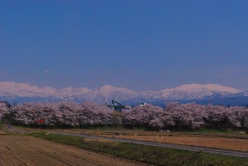 もうすぐです、桜と立山連峰のコラボのグランドビューが広がります。