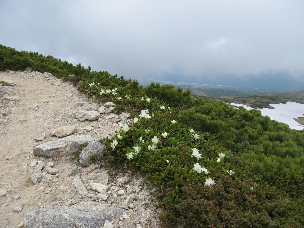 キバナシャクナゲ 薬師岳山荘