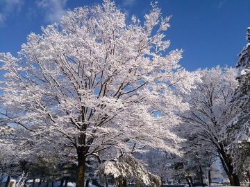 眩しい空に、眩しい雪の花 朝一の美しい写真を、朝一に頂きました。