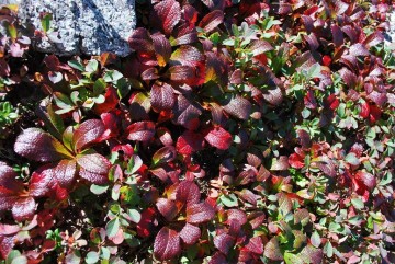 春先には 白い小さな花が咲き、秋には真っ赤になるウラシマツツジ