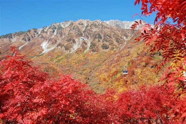 タンボ沢の秋。燃える様な赤に染まったナナカマド。