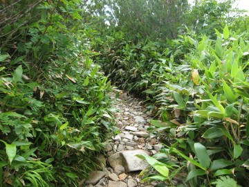 笹が登山道におい被さってます。草刈り開始です。